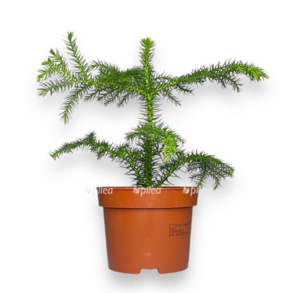 araukariya geterofilla e1729184375636