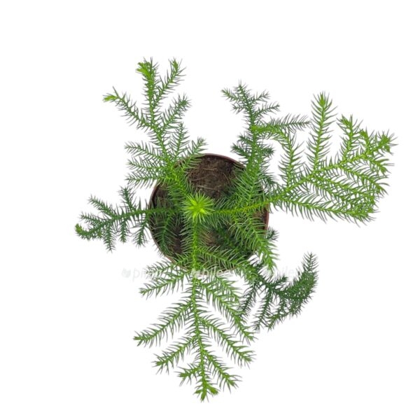 araukariya geterofilla e1729184392687