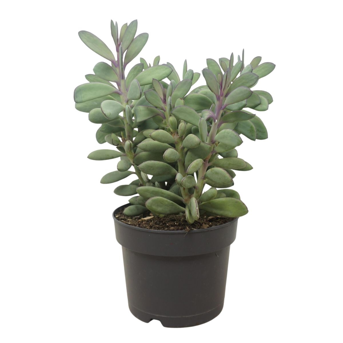 ardfp2nn4rkvv3ffrhpcnfc5iufno1nfsn193p15 big