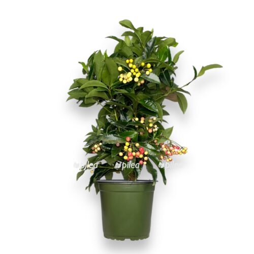 ardiziya krenata boss premium e1736346083333