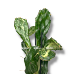 areka katekhu variegata 1 1 e1757005914330
