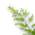 asparagus densiflorus cvebe