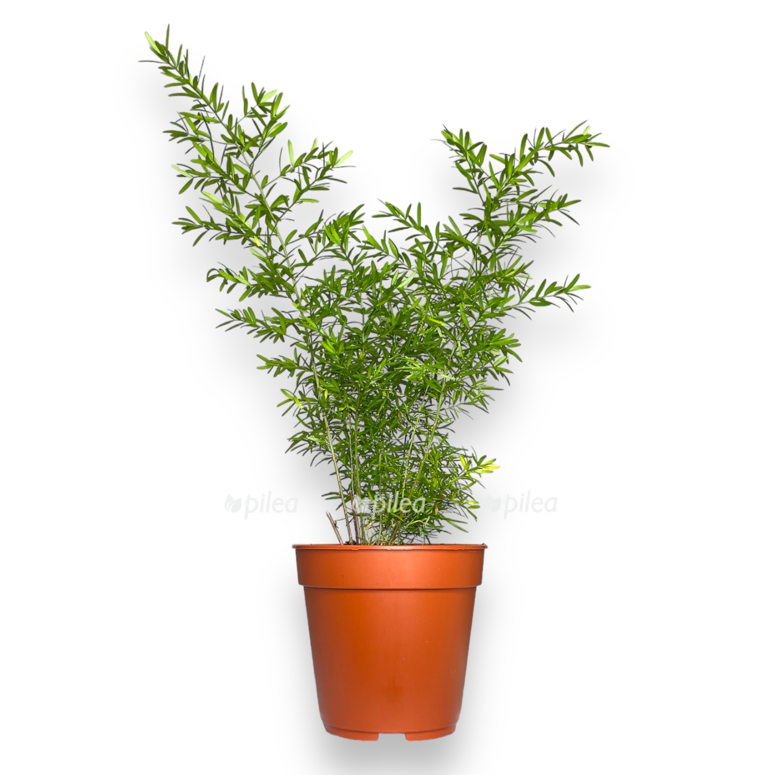 asparagus-densiflorus-cvebe.jpg asparagus densiflorus cvebe