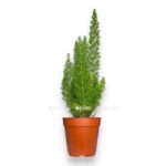 asparagus densiflorus mejera e1706896082434