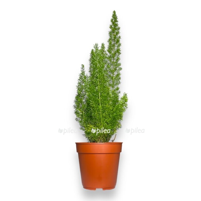 asparagus densiflorus mejera e1706896082434