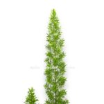 asparagus densiflorus mejera e1706896111142