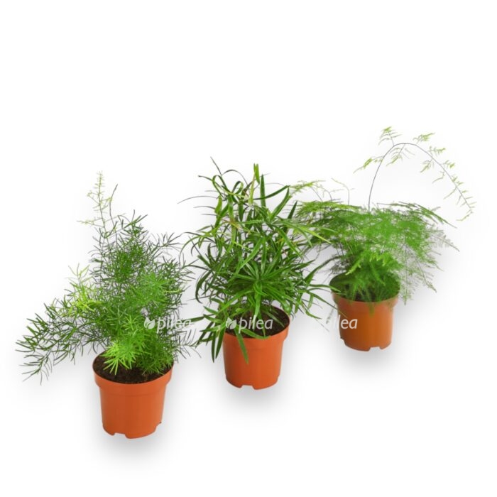 asparagus miks e1704294624519