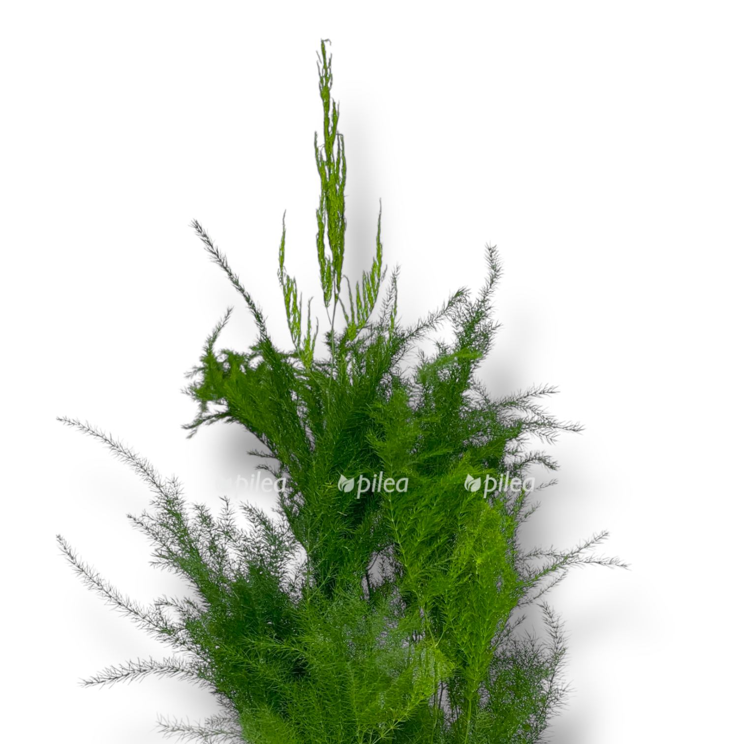 asparagus setaceus piramidalis