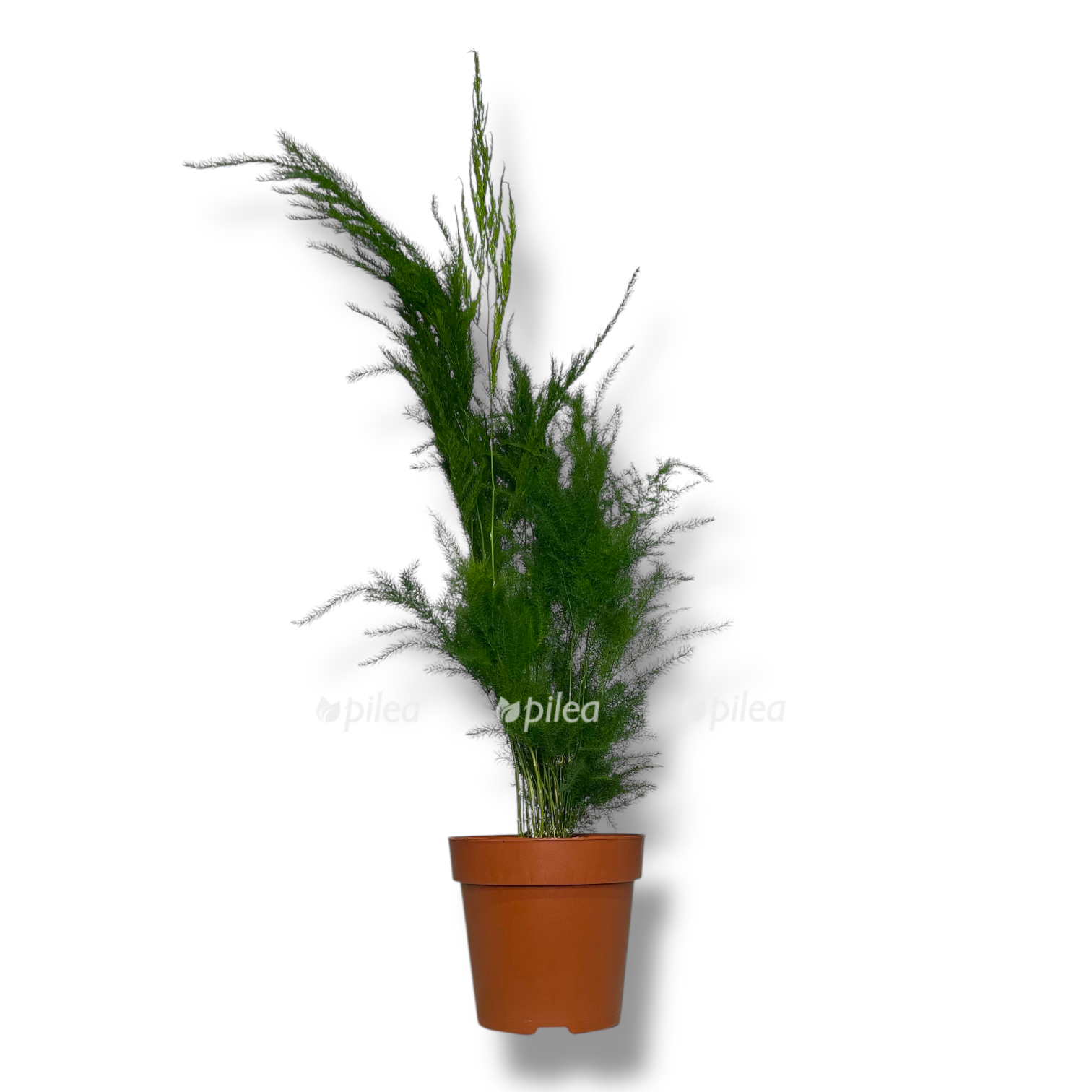 asparagus setaceus piramidalis