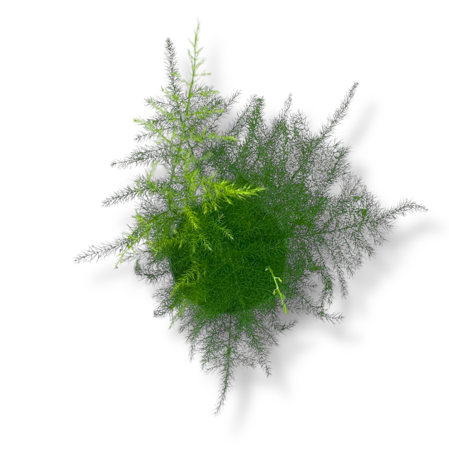 asparagus setaceus plyumosus