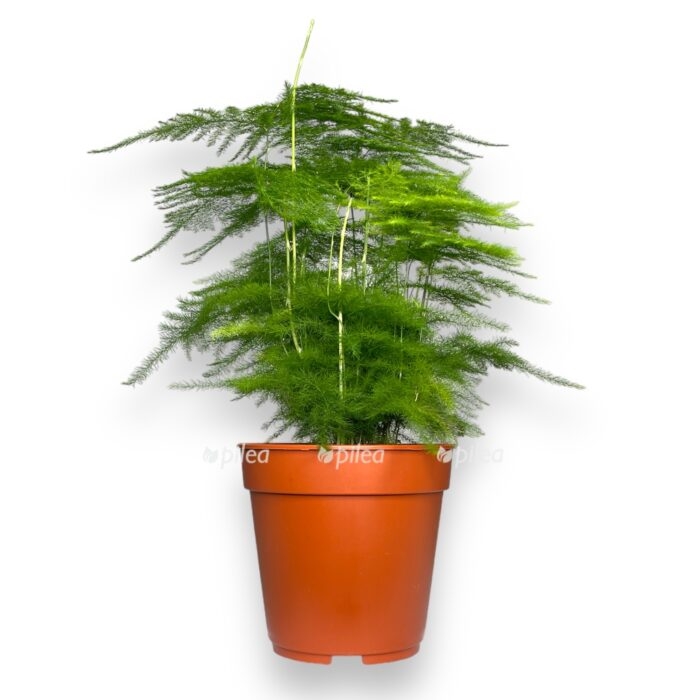 asparagus setaceus plyumosus e1704279853433