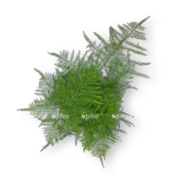 asparagus setaceus plyumosus e1704279871502