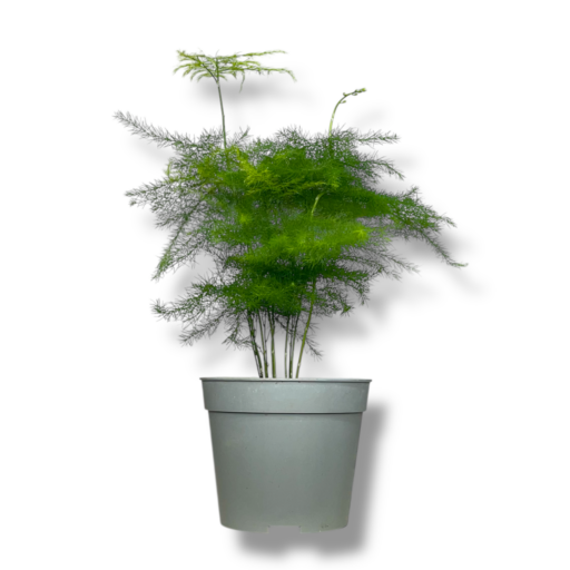 Аспарагус Сетацеус Плюмосус купитьт