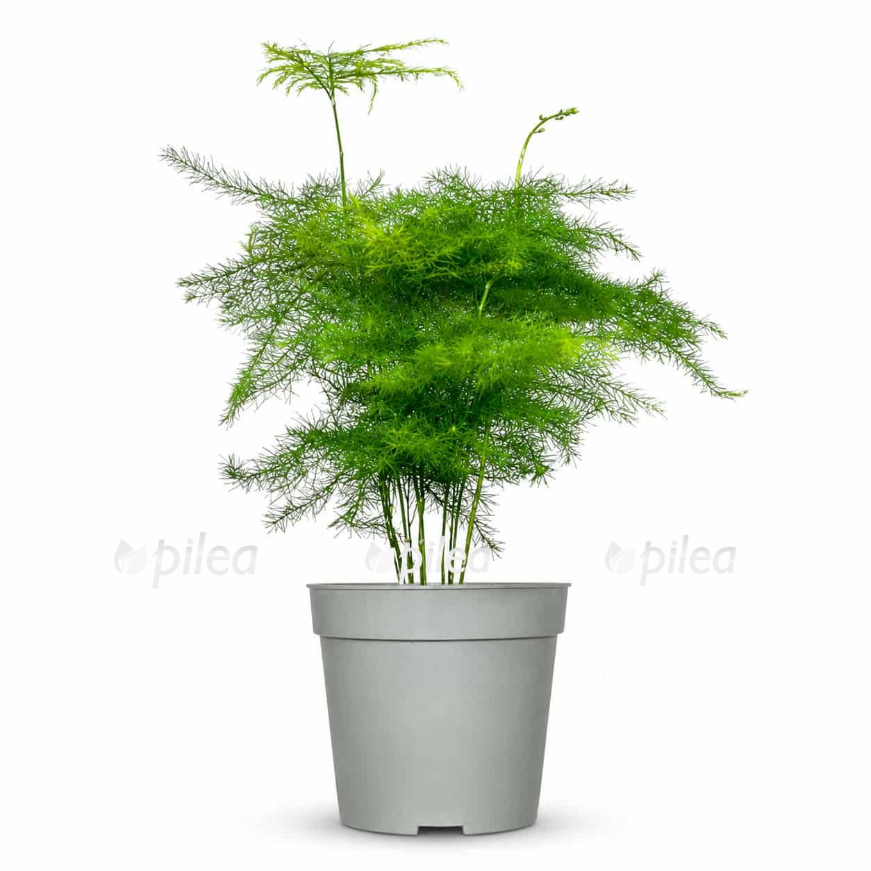 asparagus setaceus plyumosus