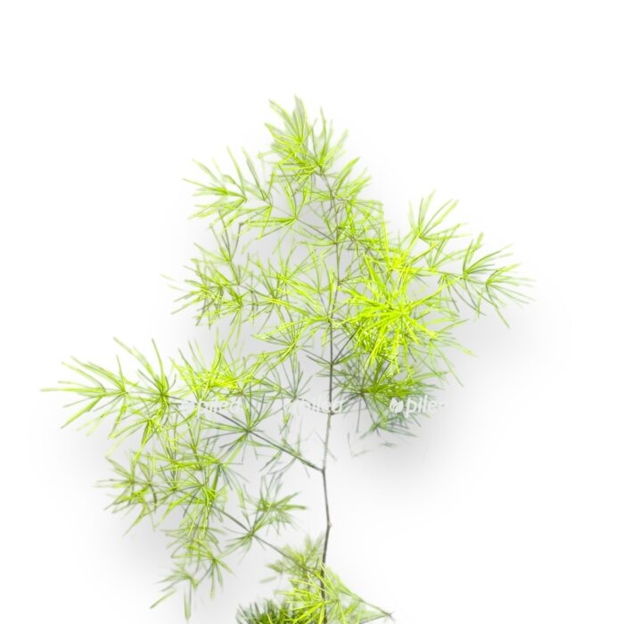 asparagus umbellatus e1704280168360