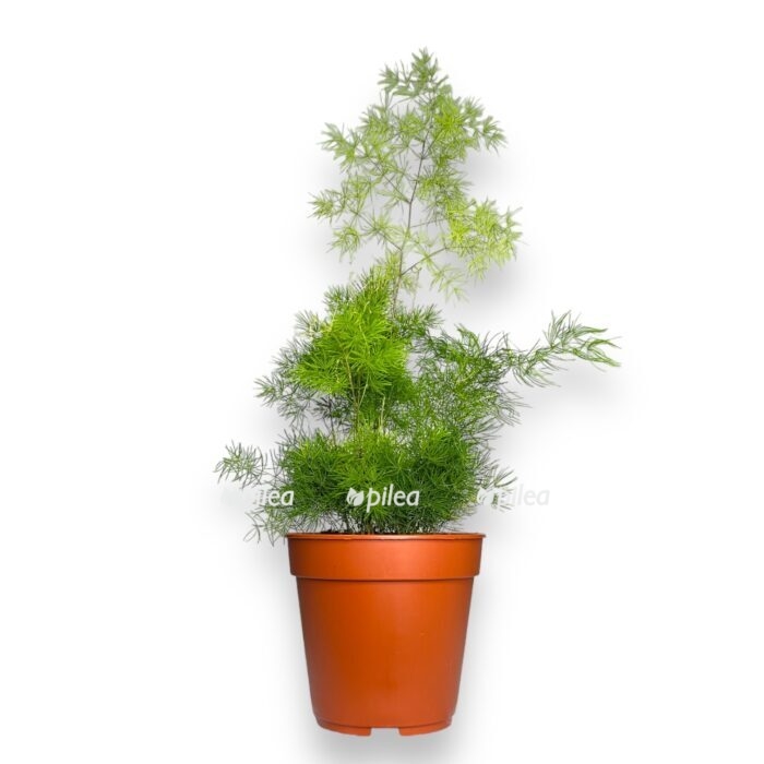 asparagus umbellatus e1704280192436