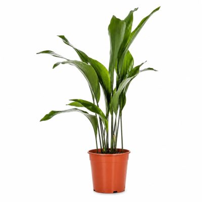 aspidistra elatior green 1