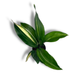 aspidistra elatior variegata