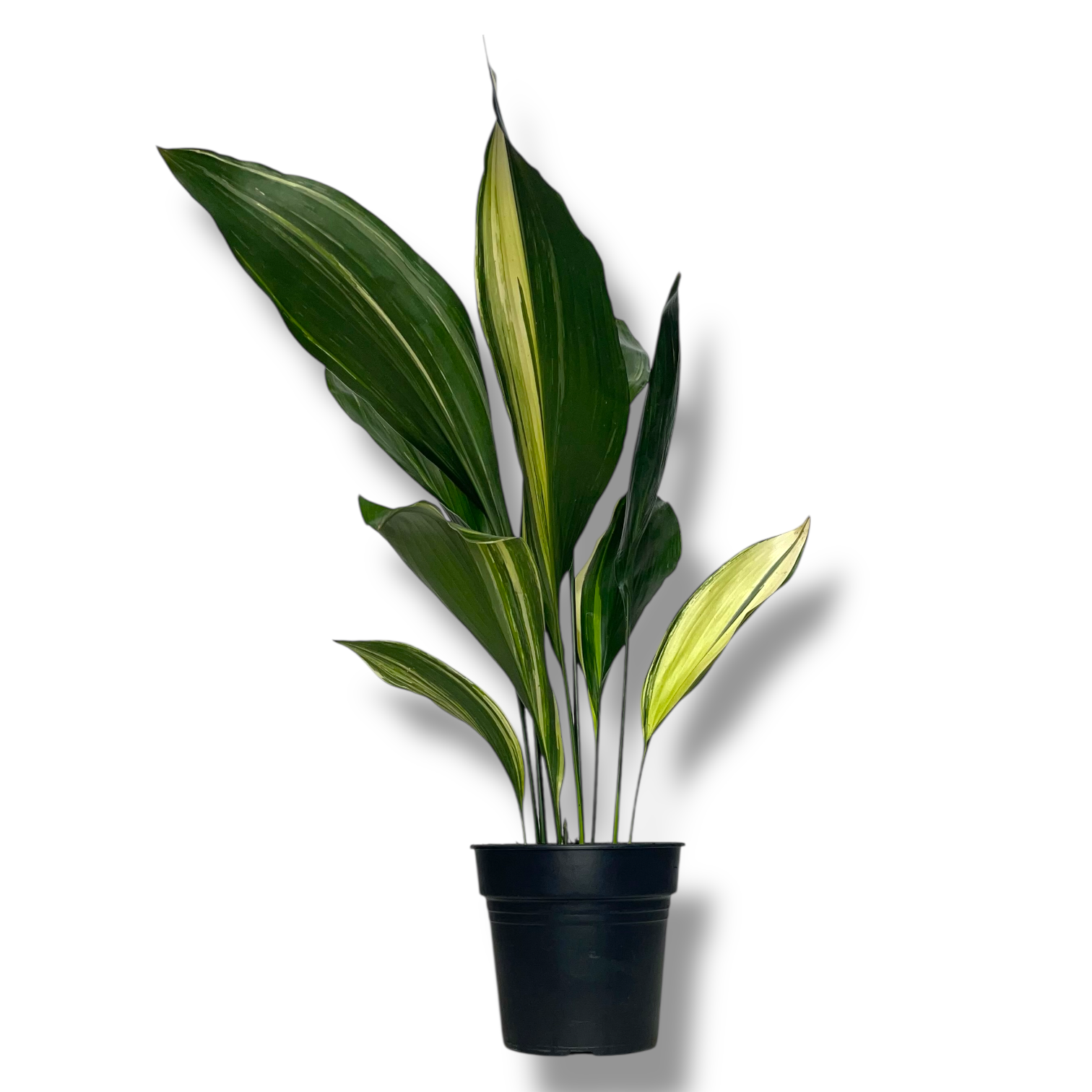 aspidistra-elatior-variegata.png aspidistra elatior variegata