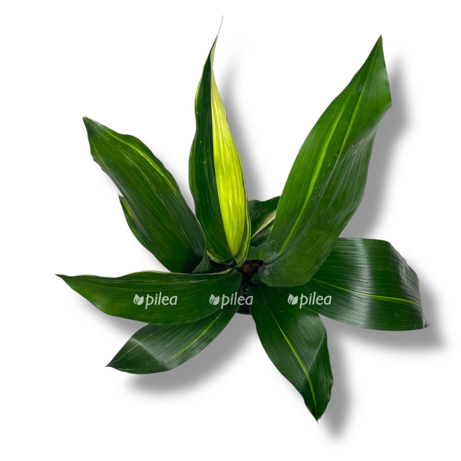 aspidistra ellou splesh 2