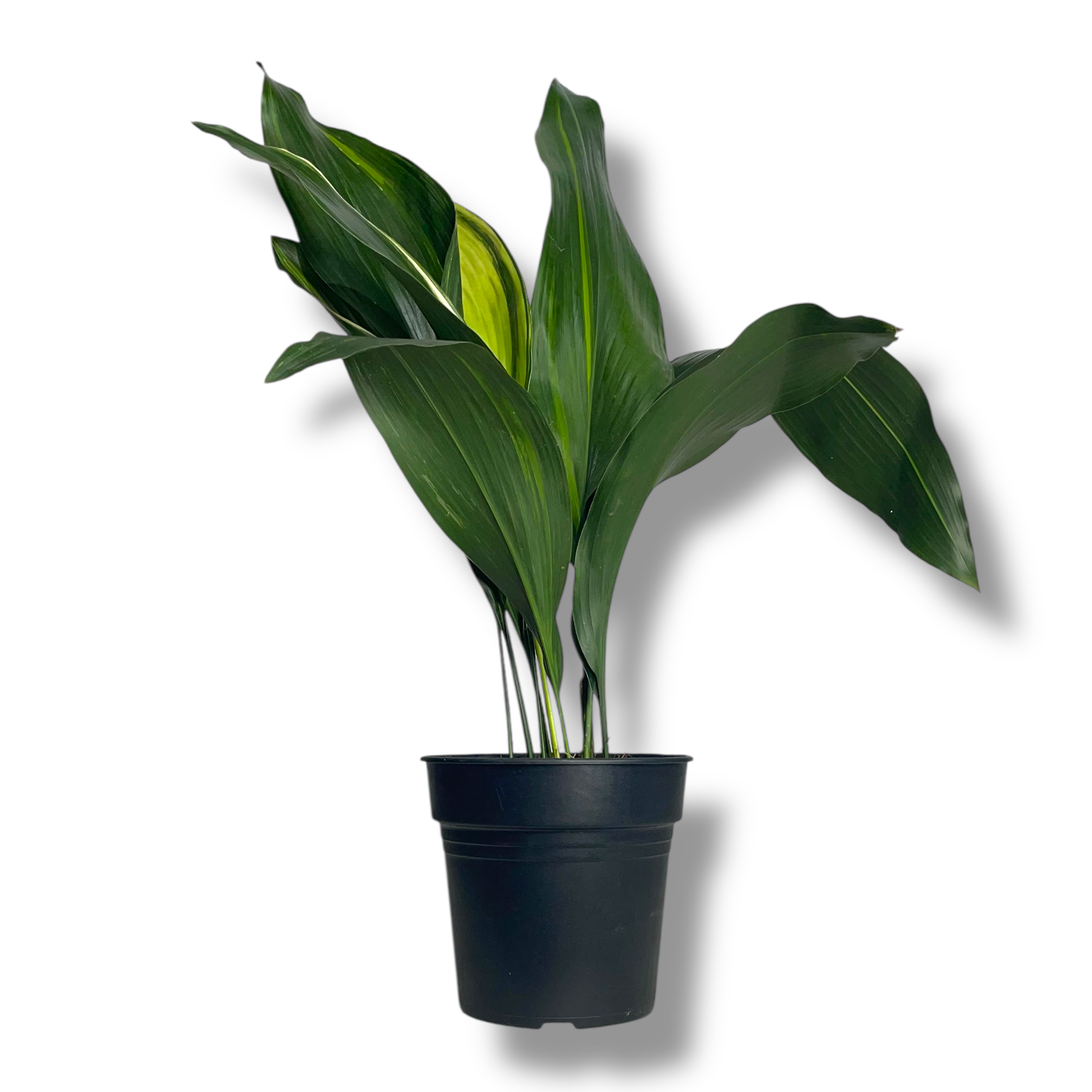 aspidistra ellou splesh