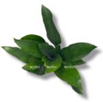 aspidistra mlechnyj put