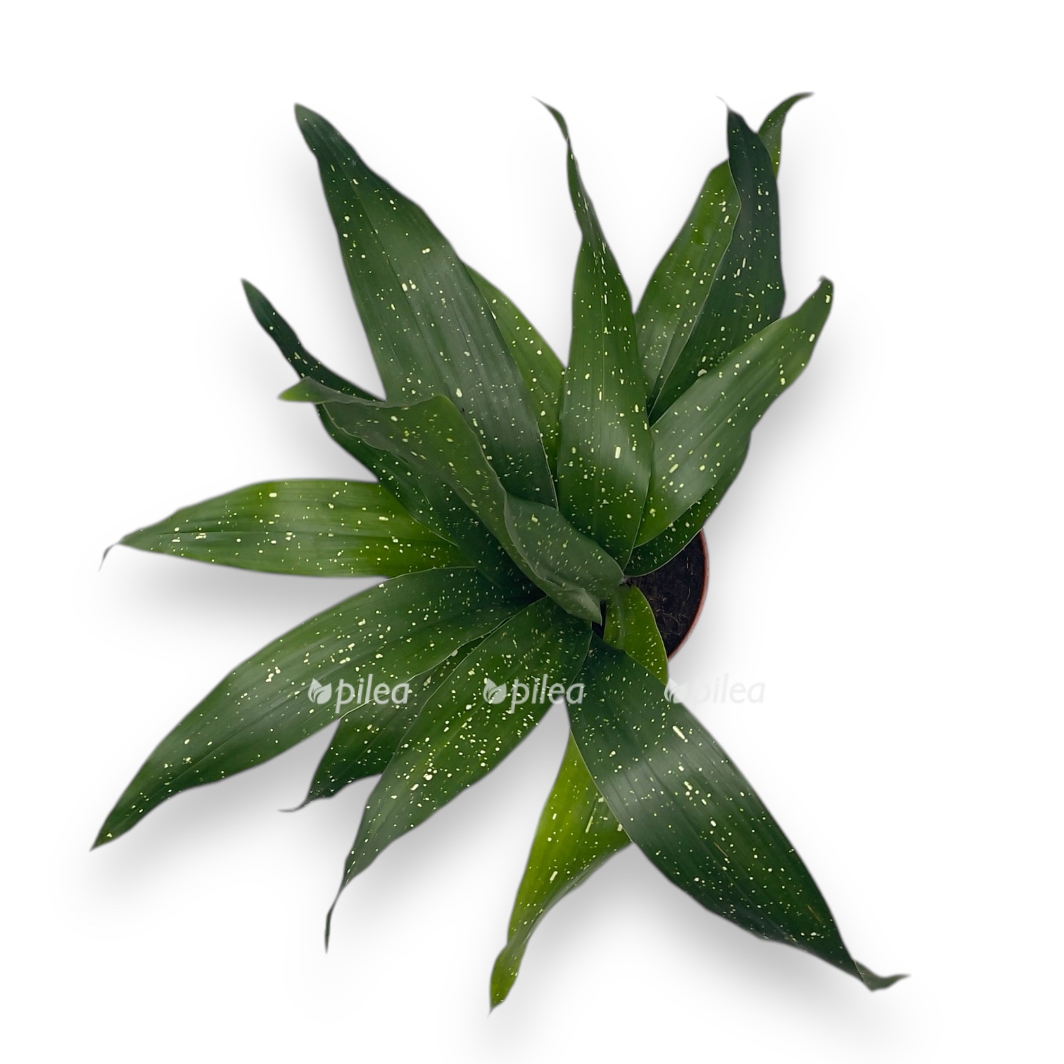 aspidistra mlechnyj put