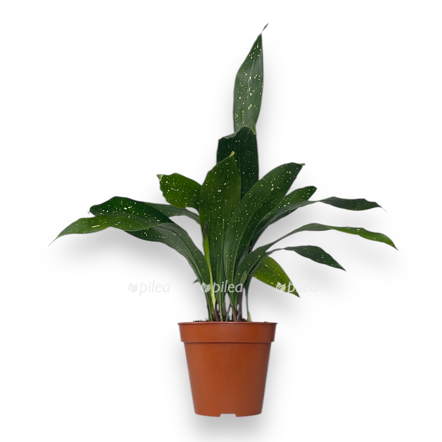 aspidistra mlechnyj put