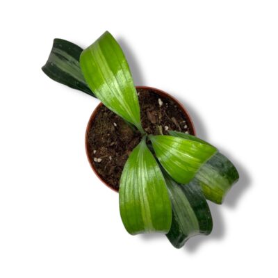 aspidistra silver strajp