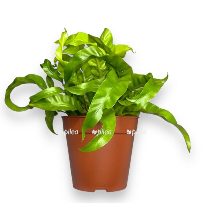 asplenium antikum hurrikan e1711047886872