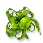 asplenium antikum hurrikan e1711047905482
