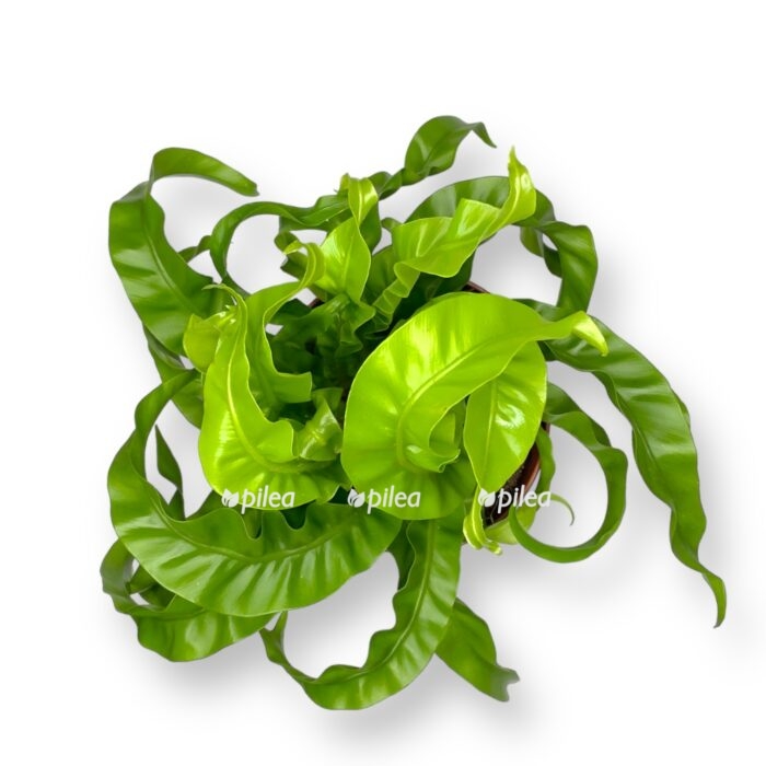 asplenium antikum hurrikan e1711047905482