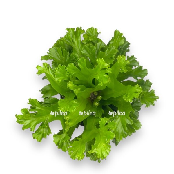 asplenium leslie 2 e1696675677148