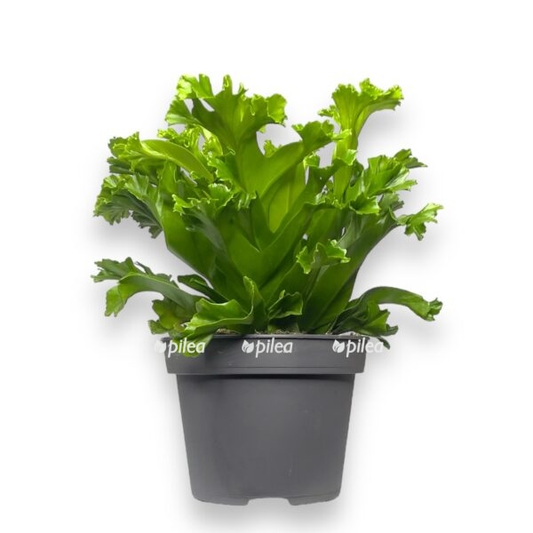 asplenium leslie e1696675661782