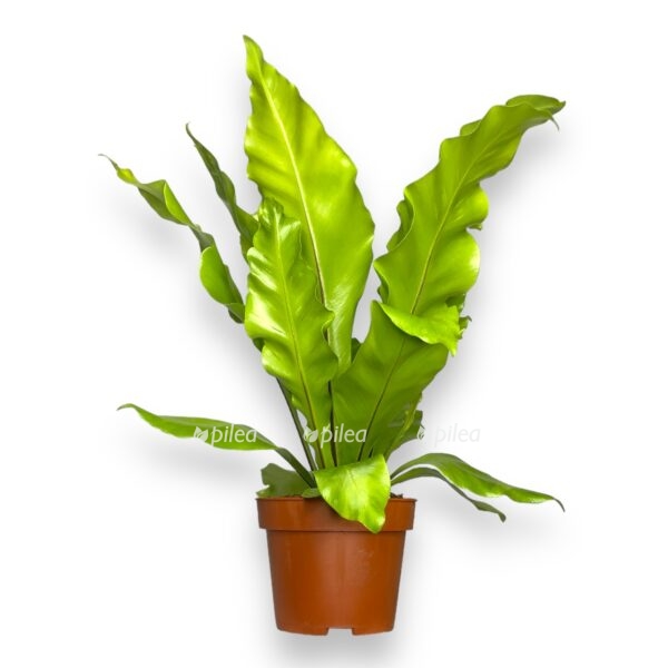 asplenium nidus 1 e1696675481740