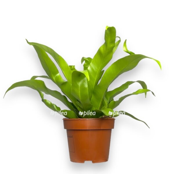 asplenium nidus 2 e1696675544766