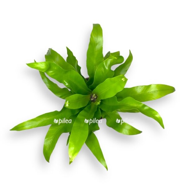 asplenium nidus 3 e1696675532323