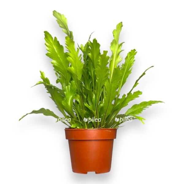 asplenium nidus campio 2 e1752004003360