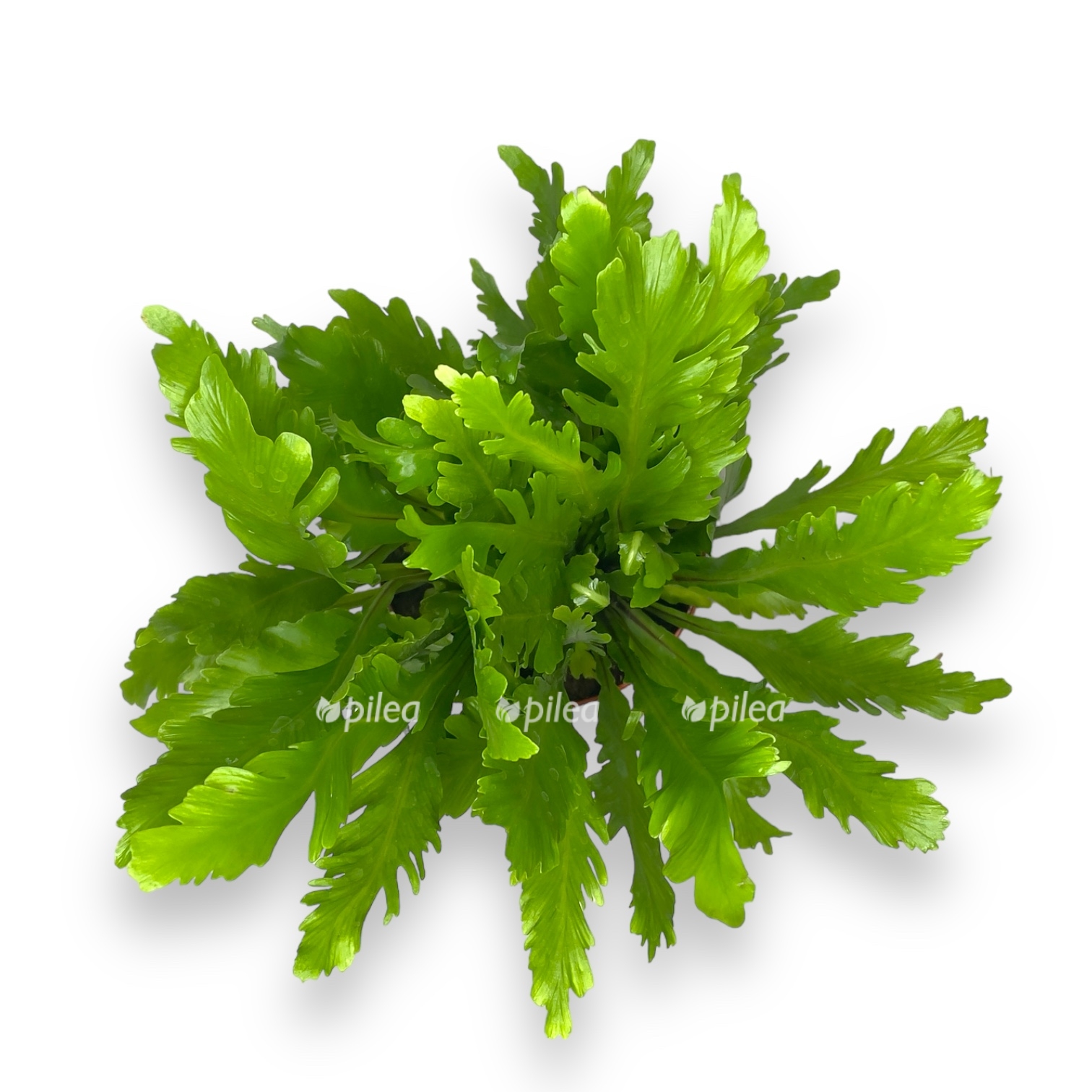 asplenium nidus campio
