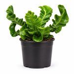 asplenium nidus cobra