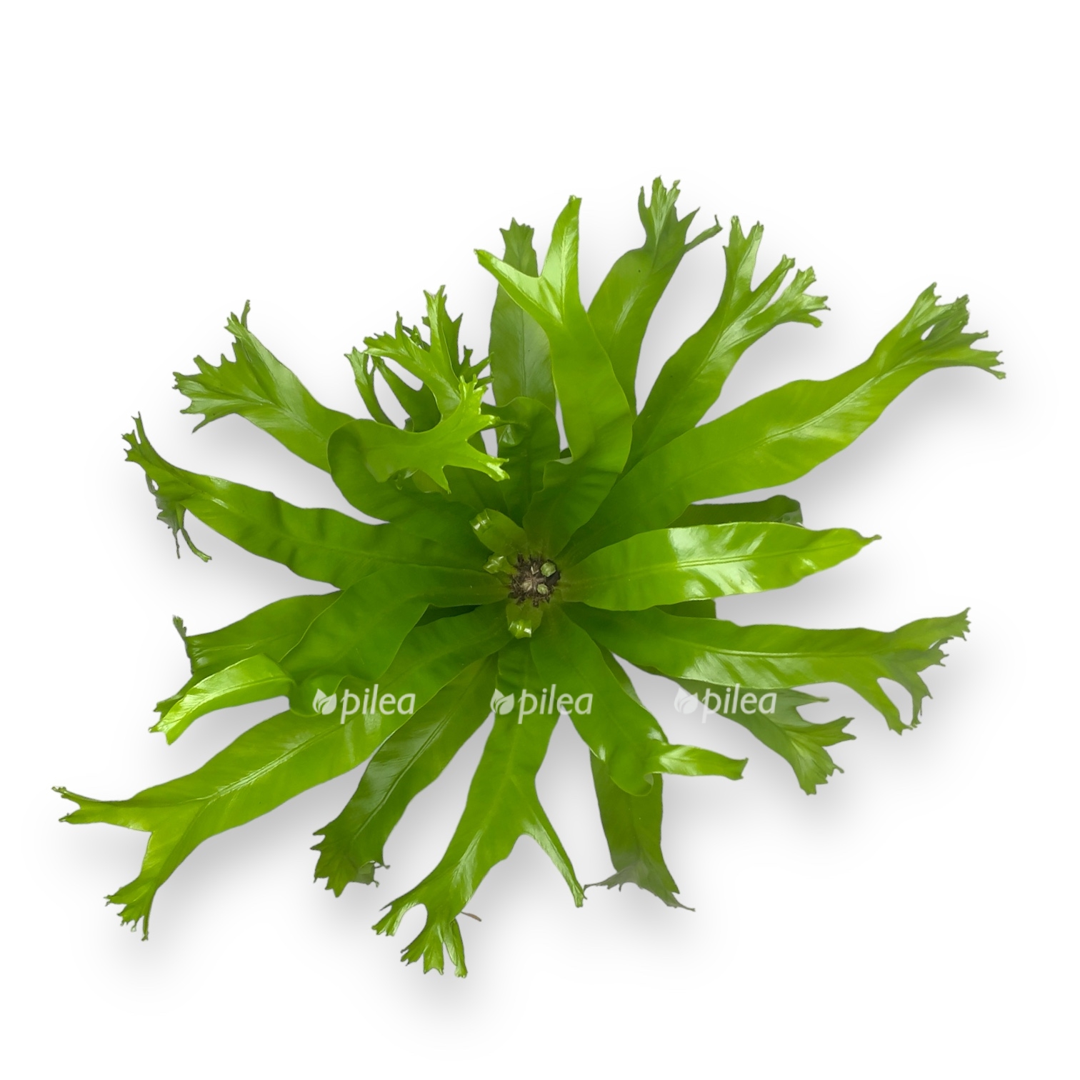 asplenium nidus crissie 2