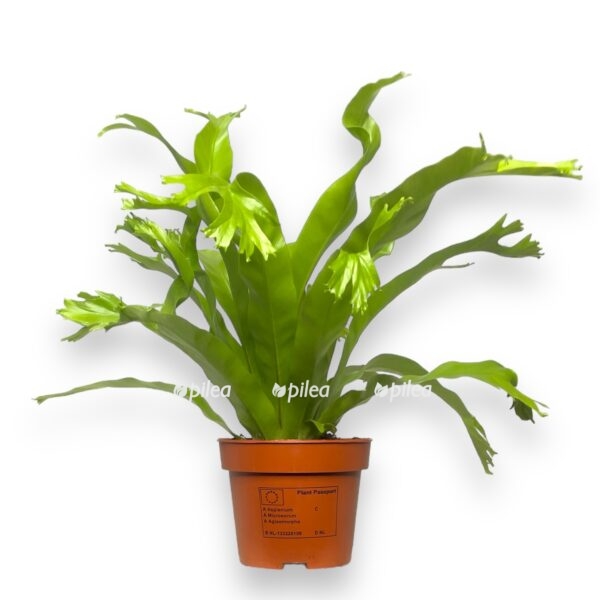 asplenium nidus crissie e1724090173616