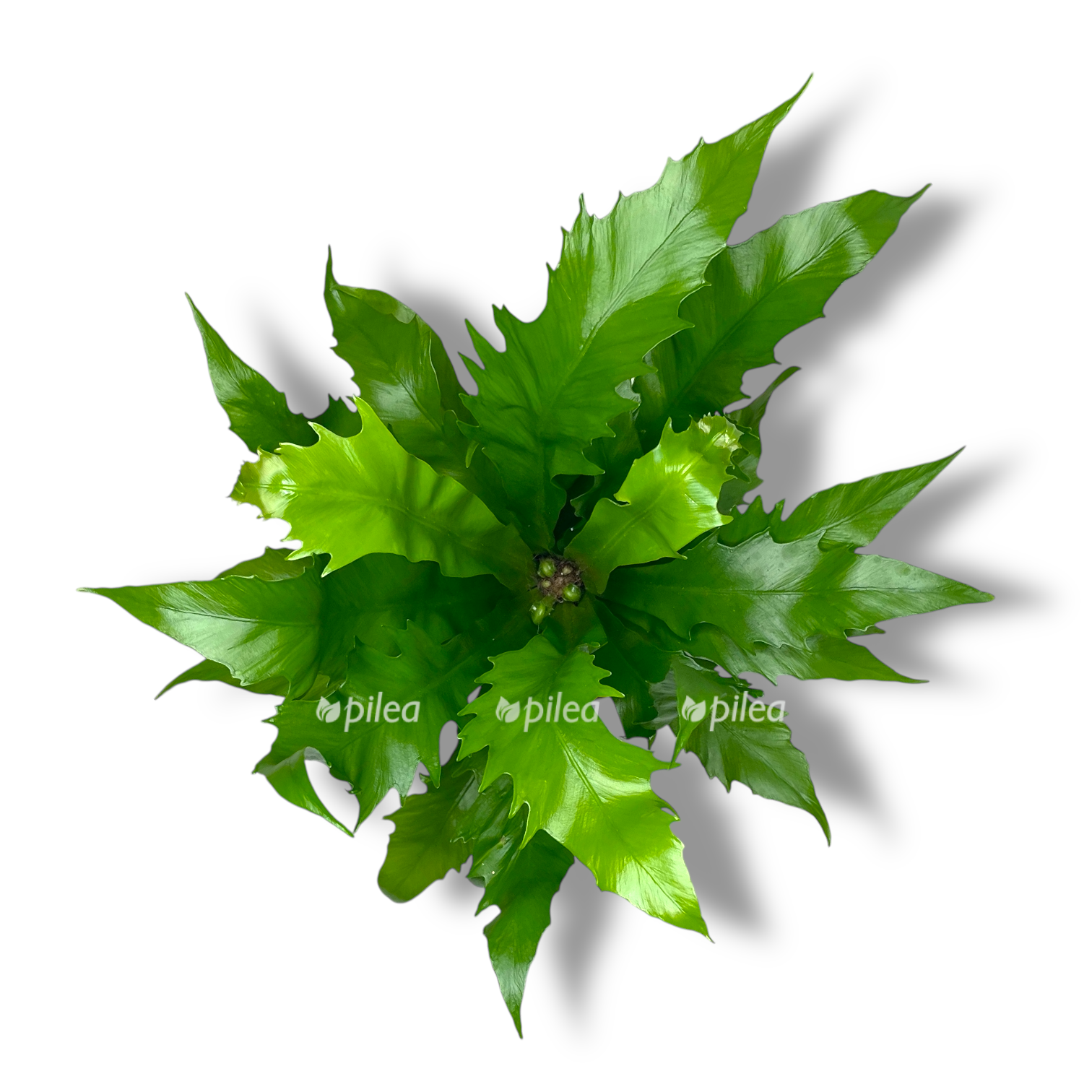 asplenium nidus dakila