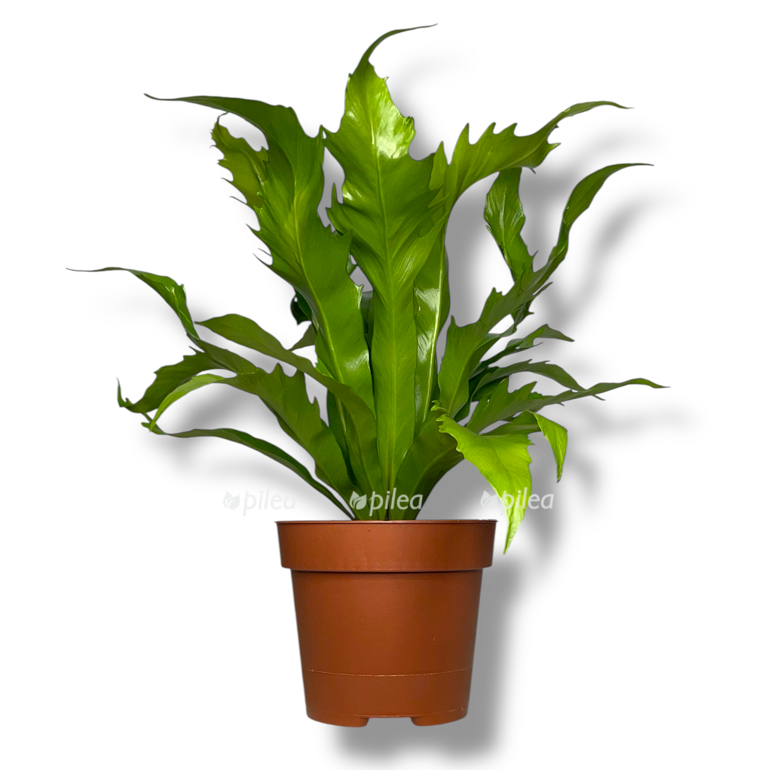 asplenium nidus dakila