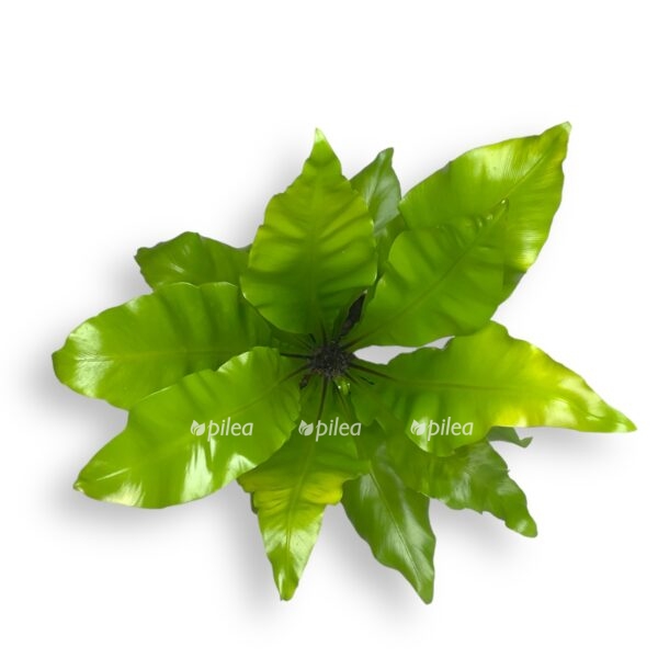 asplenium nidus e1696675472158