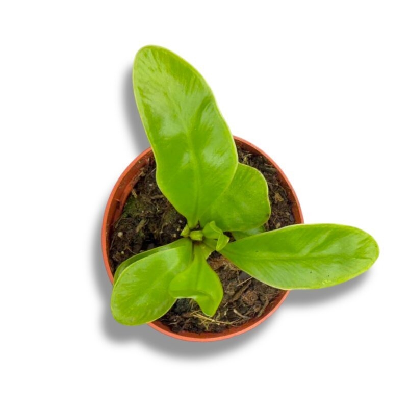 asplenium nidus kobra e1773471868623