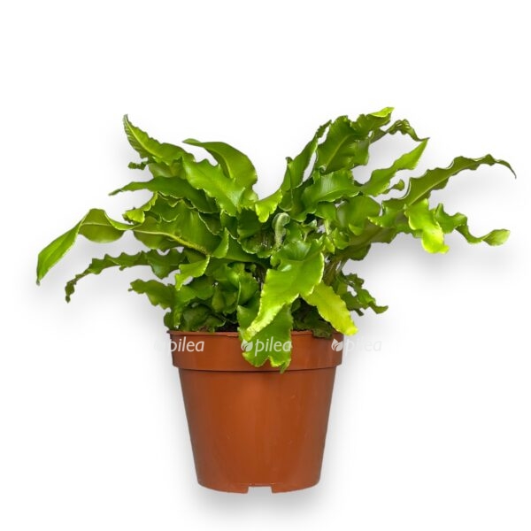 asplenium skolopendrium e1723480154630