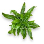 asplenium skolopendrium e1723480167634