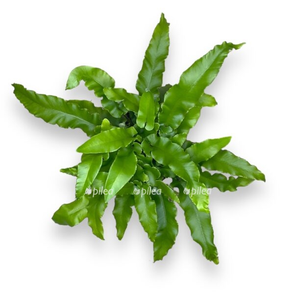 asplenium skolopendrium e1723480167634