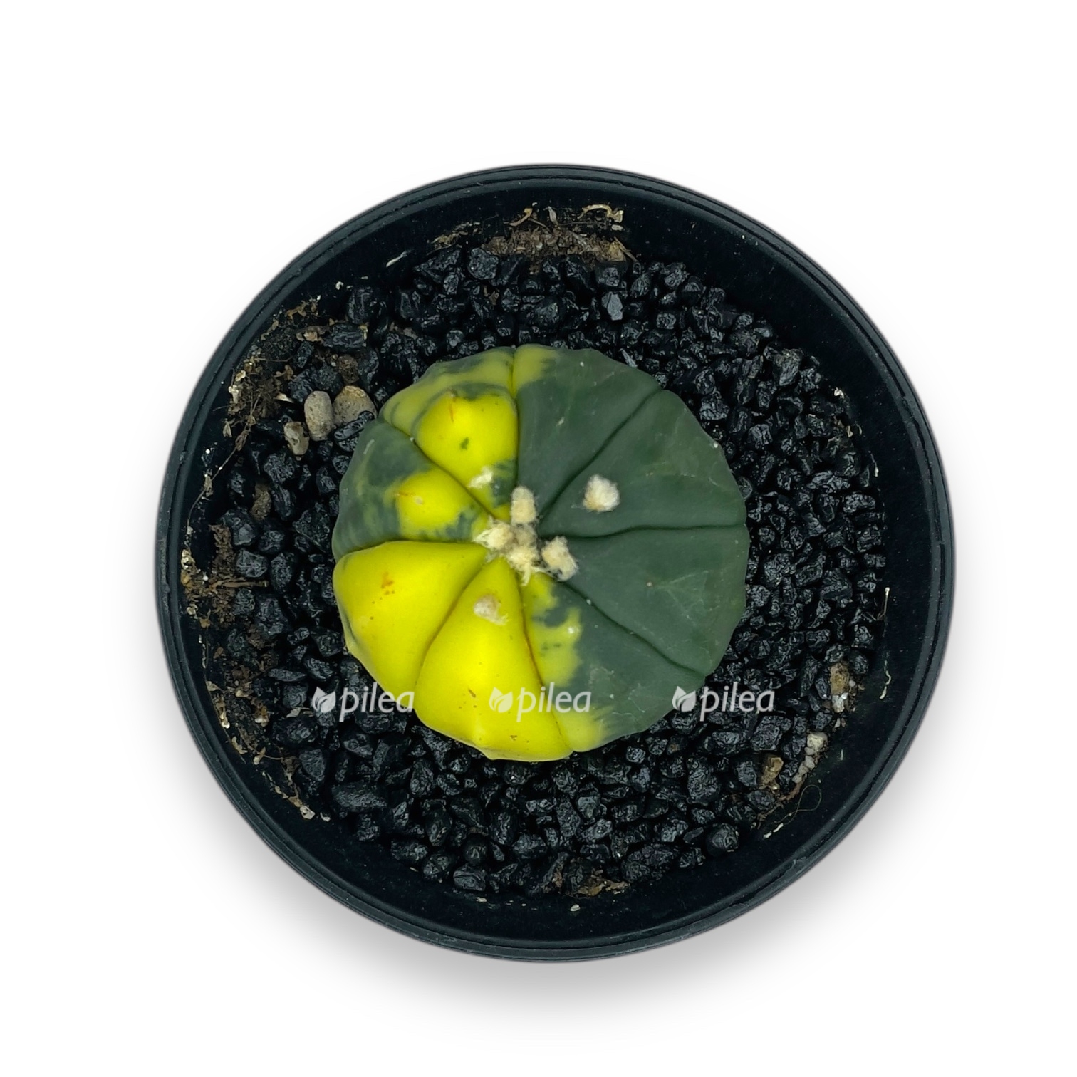 astrofitum asterias variegata